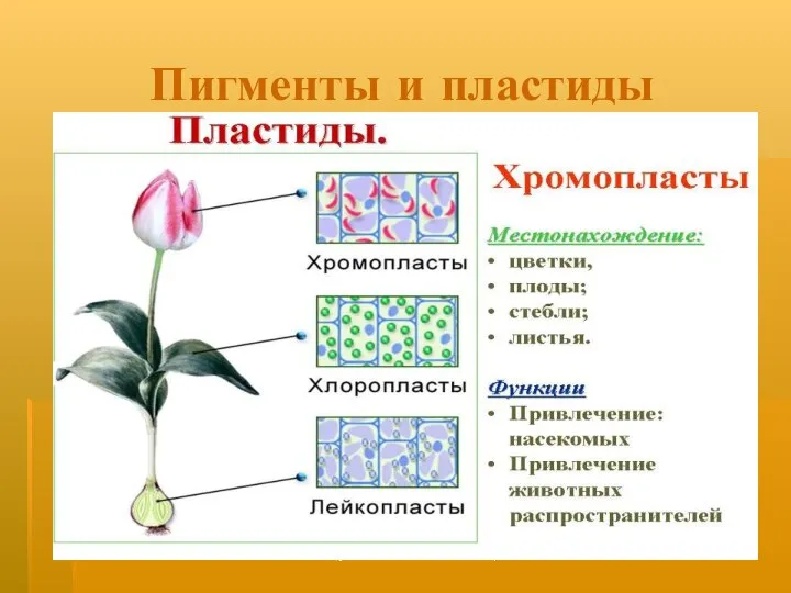 Душак О.М. Железногорск Пигменты и пластиды