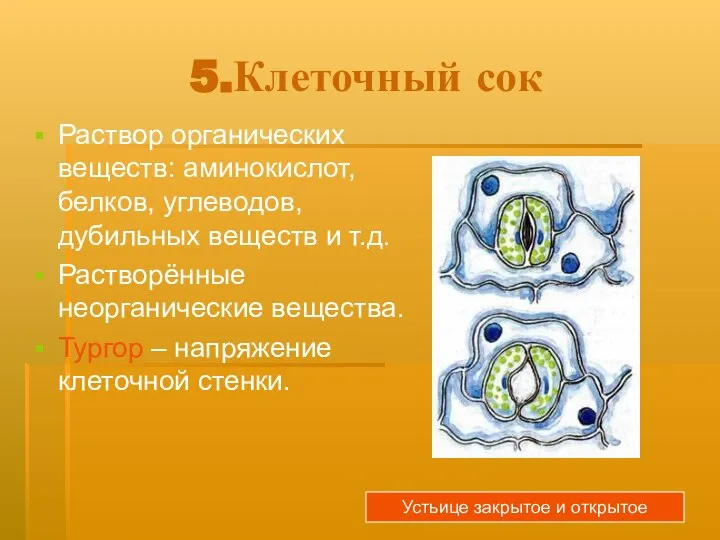 5.Клеточный сок Раствор органических веществ: аминокислот, белков, углеводов, дубильных веществ и т.д.