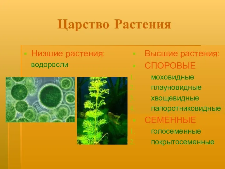 Царство Растения Низшие растения: водоросли Высшие растения: СПОРОВЫЕ моховидные плауновидные хвощевидные папоротниковидные СЕМЕННЫЕ голосеменные покрытосеменные