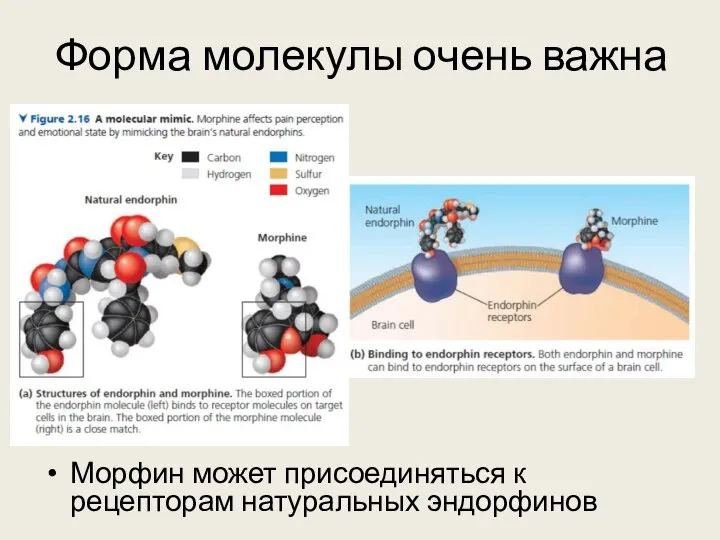 Форма молекулы очень важна Морфин может присоединяться к рецепторам натуральных эндорфинов