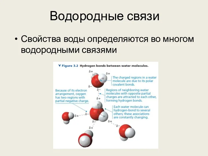 Водородные связи Свойства воды определяются во многом водородными связями