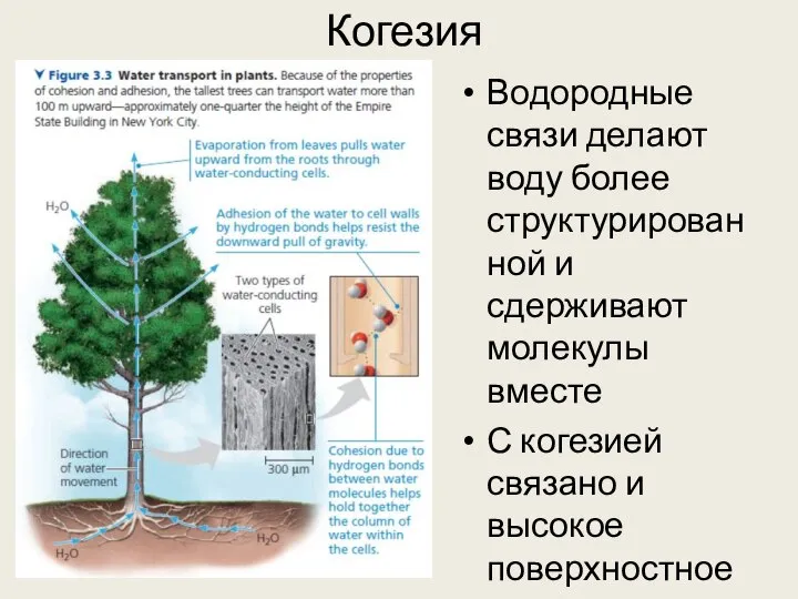 Когезия Водородные связи делают воду более структурированной и сдерживают молекулы вместе С