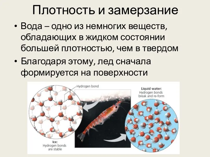 Плотность и замерзание Вода – одно из немногих веществ, обладающих в жидком