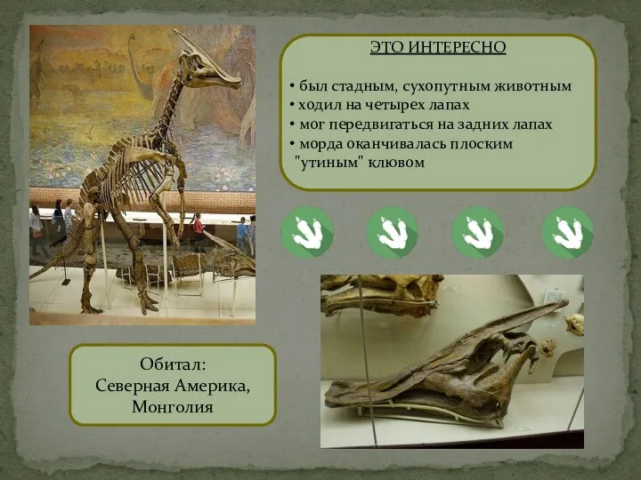 Обитал: Северная Америка, Монголия ЭТО ИНТЕРЕСНО был стадным, сухопутным животным ходил на