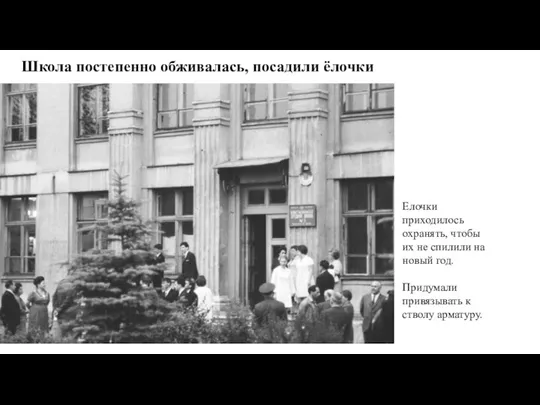 Школа постепенно обживалась, посадили ёлочки Елочки приходилось охранять, чтобы их не спилили