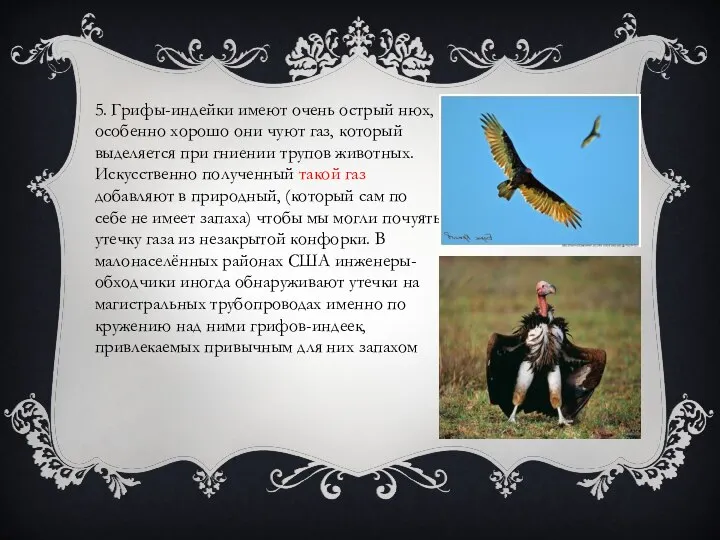 5. Грифы-индейки имеют очень острый нюх, особенно хорошо они чуют газ, который