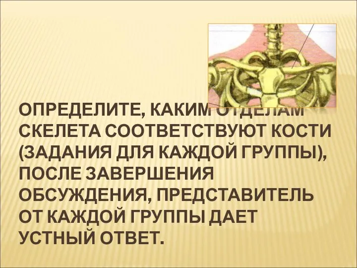 ОПРЕДЕЛИТЕ, КАКИМ ОТДЕЛАМ СКЕЛЕТА СООТВЕТСТВУЮТ КОСТИ (ЗАДАНИЯ ДЛЯ КАЖДОЙ ГРУППЫ), ПОСЛЕ ЗАВЕРШЕНИЯ