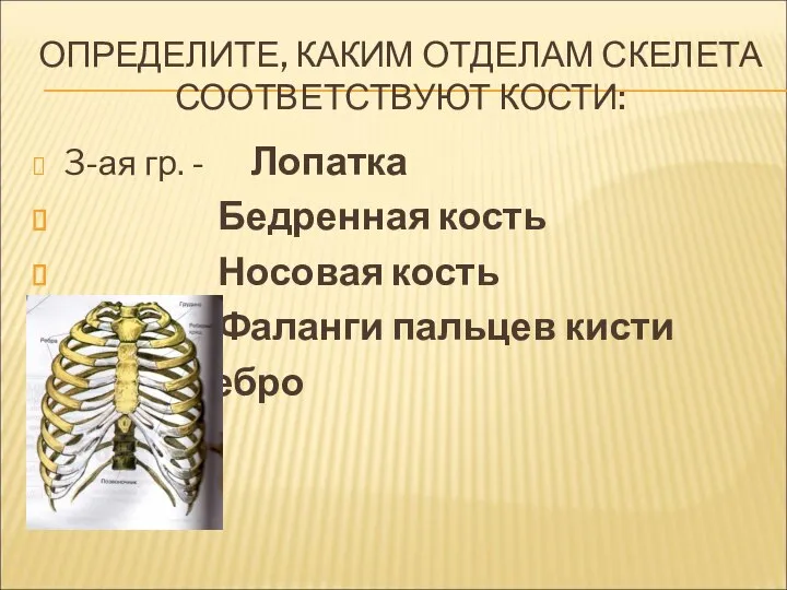 ОПРЕДЕЛИТЕ, КАКИМ ОТДЕЛАМ СКЕЛЕТА СООТВЕТСТВУЮТ КОСТИ: 3-ая гр. - Лопатка Бедренная кость