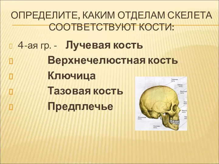 ОПРЕДЕЛИТЕ, КАКИМ ОТДЕЛАМ СКЕЛЕТА СООТВЕТСТВУЮТ КОСТИ: 4-ая гр. - Лучевая кость Верхнечелюстная