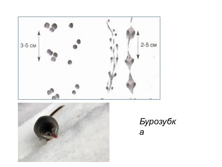 Бурозубка