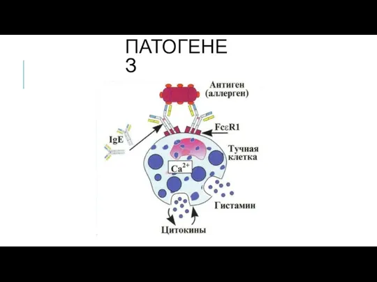 ПАТОГЕНЕЗ
