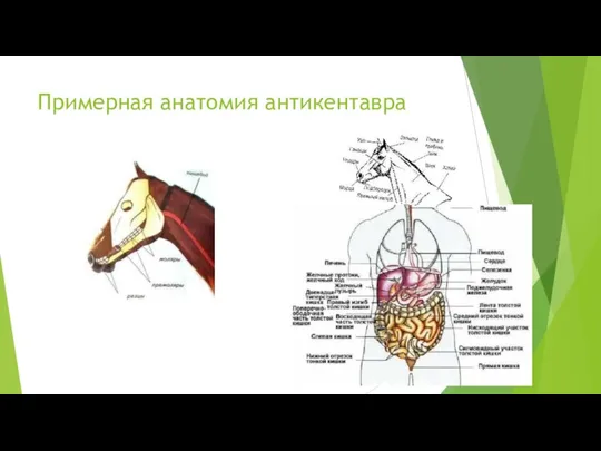 Примерная анатомия антикентавра