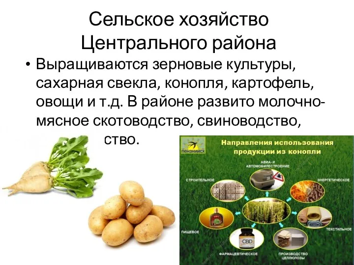 Сельское хозяйство Центрального района Выращиваются зерновые культуры, сахарная свекла, конопля, картофель, овощи
