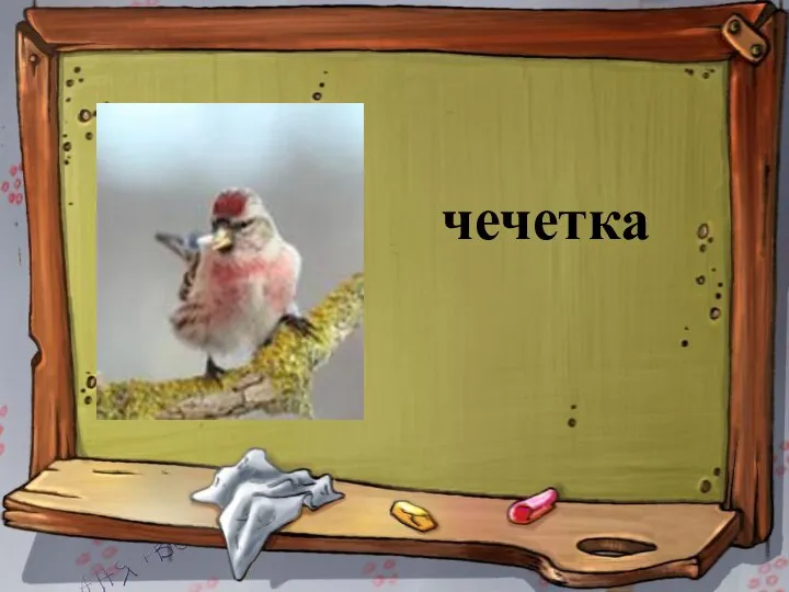 чечетка