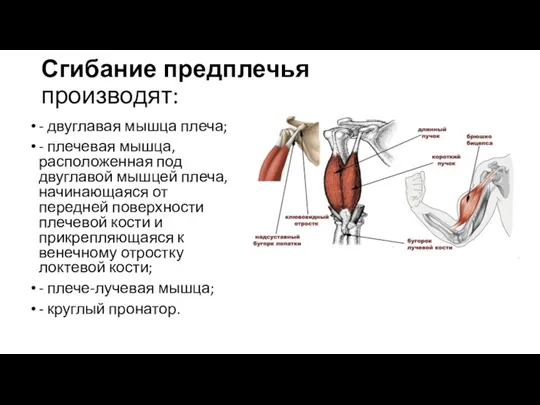Сгибание предплечья производят: - двуглавая мышца плеча; - плечевая мышца, расположен­ная под