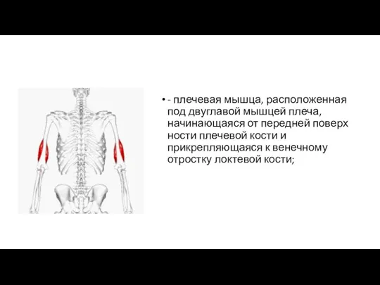 - плечевая мышца, расположен­ная под двуглавой мышцей плеча, начинающаяся от передней поверх­ности
