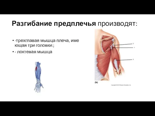 Разгибание предплечья произво­дят: -трехглавая мышца плеча, име­ющая три головки:; - локтевая мышца