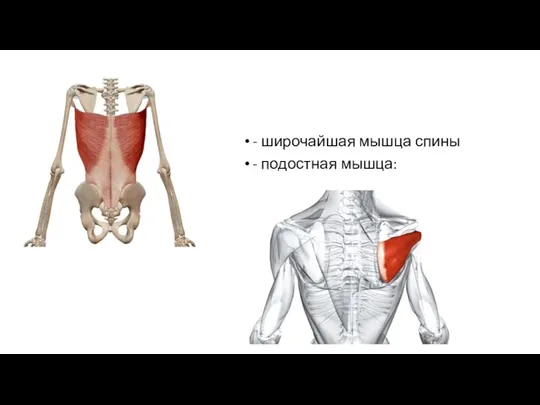 - широчайшая мышца спины - подостная мышца: