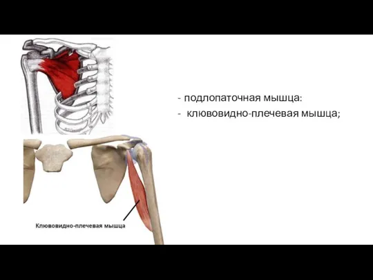 подлопаточная мышца: клювовидно-плечевая мышца;