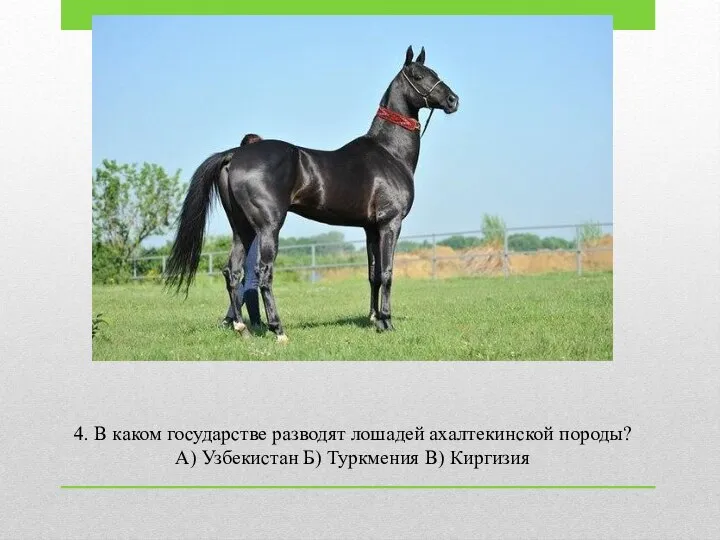 4. В каком государстве разводят лошадей ахалтекинской породы? А) Узбекистан Б) Туркмения В) Киргизия