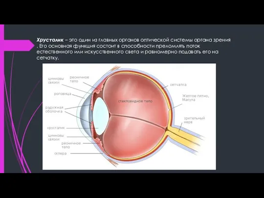 Хрусталик – это один из главных органов оптической системы органа зрения .