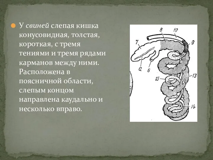 У свиней слепая кишка конусовидная, толстая, короткая, с тремя тениями и тремя