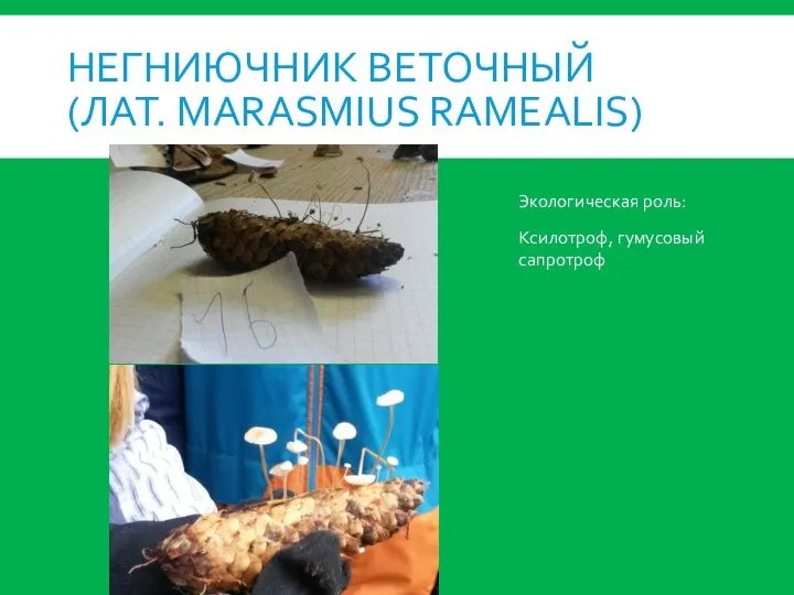 НЕГНИЮЧНИК ВЕТОЧНЫЙ (ЛАТ. MARASMIUS RAMEALIS) Экологическая роль: Ксилотроф, гумусовый сапротроф