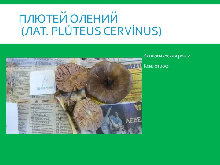 ПЛЮТЕЙ ОЛЕНИЙ (ЛАТ. PLÚTEUS CERVÍNUS) Экологическая роль: Ксилотроф