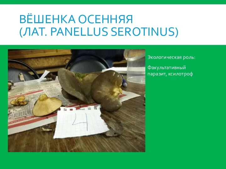 ВЁШЕНКА ОСЕННЯЯ (ЛАТ. PANELLUS SEROTINUS) Экологическая роль: Факультативный паразит, ксилотроф