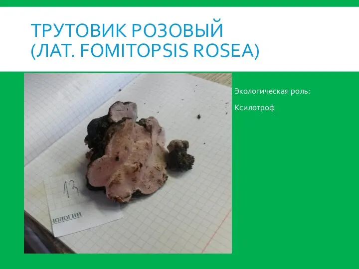 ТРУТОВИК РОЗОВЫЙ (ЛАТ. FOMITOPSIS ROSEA) Экологическая роль: Ксилотроф