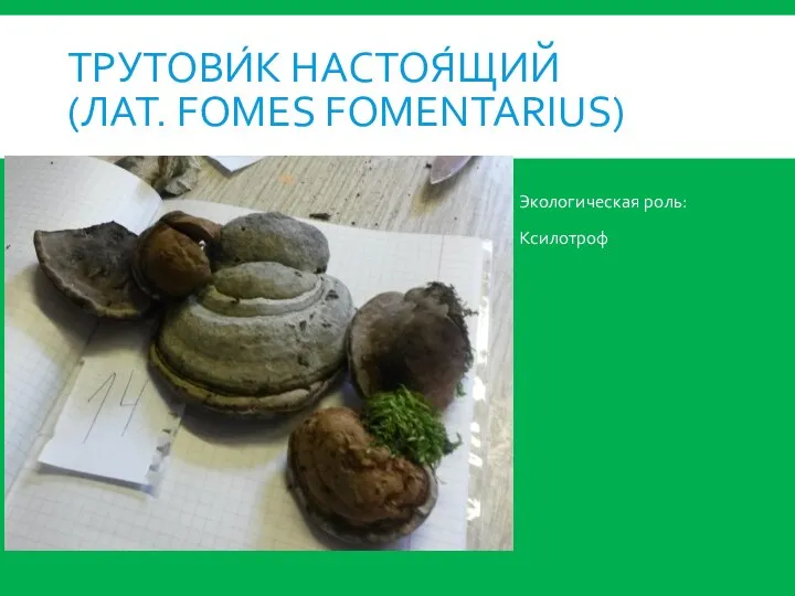 ТРУТОВИ́К НАСТОЯ́ЩИЙ (ЛАТ. FOMES FOMENTARIUS) Экологическая роль: Ксилотроф