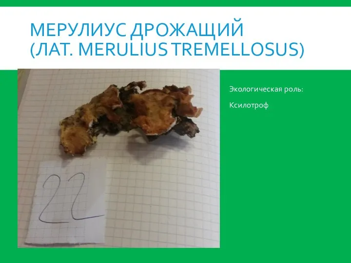 МЕРУЛИУС ДРОЖАЩИЙ (ЛАТ. MERULIUS TREMELLOSUS) Экологическая роль: Ксилотроф