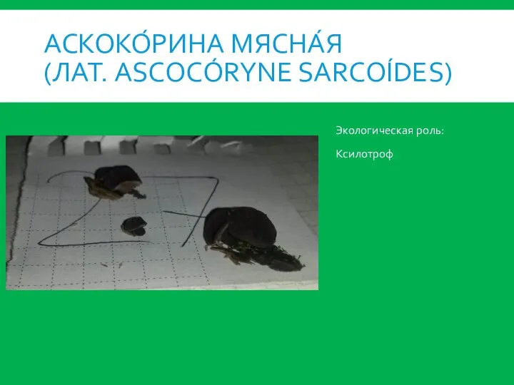 АСКОКО́РИНА МЯСНА́Я (ЛАТ. ASCOCÓRYNE SARCOÍDES) Экологическая роль: Ксилотроф