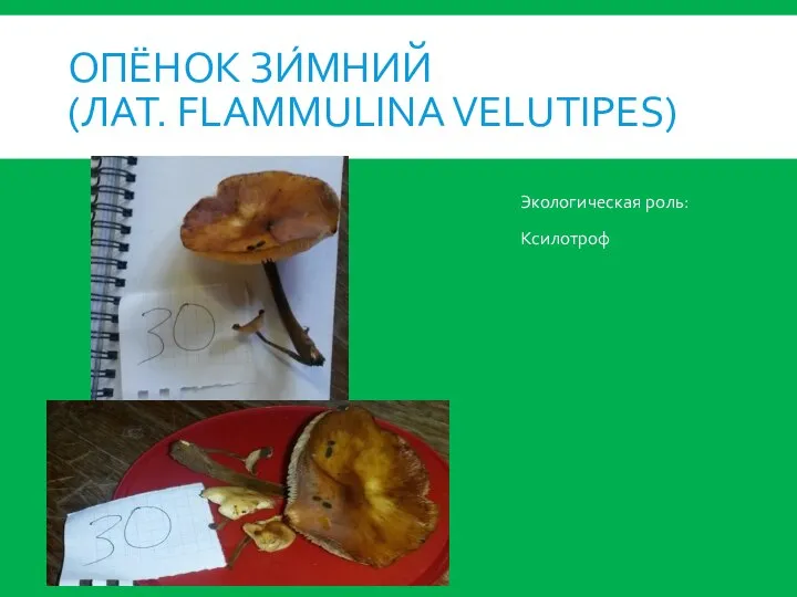 ОПЁНОК ЗИ́МНИЙ (ЛАТ. FLAMMULINA VELUTIPES) Экологическая роль: Ксилотроф