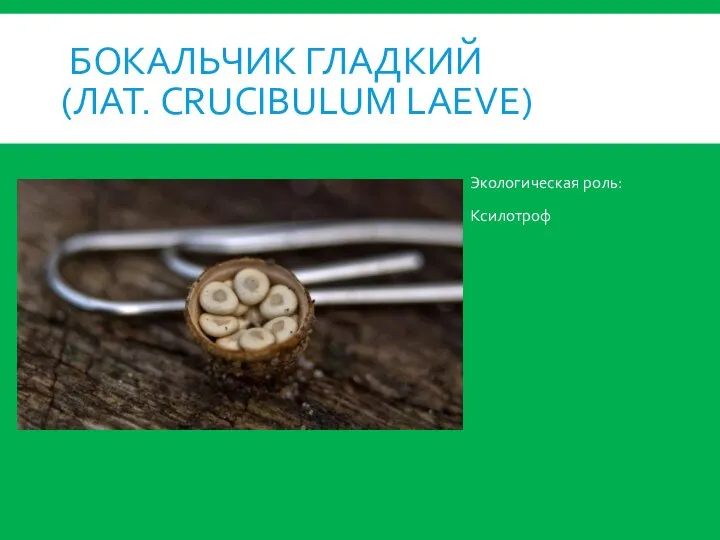 БОКАЛЬЧИК ГЛАДКИЙ (ЛАТ. CRUCIBULUM LAEVE) Экологическая роль: Ксилотроф