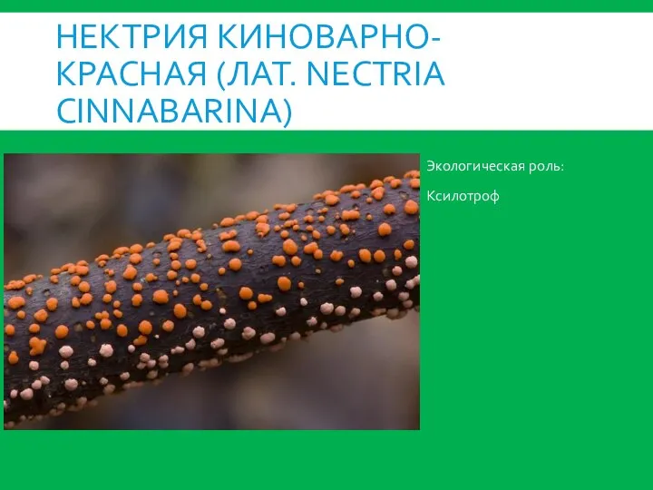 НЕКТРИЯ КИНОВАРНО-КРАСНАЯ (ЛАТ. NECTRIA CINNABARINA) Экологическая роль: Ксилотроф