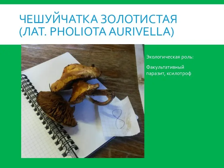 ЧЕШУЙЧАТКА ЗОЛОТИСТАЯ (ЛАТ. PHOLIOTA AURIVELLA) Экологическая роль: Факультативный паразит, ксилотроф