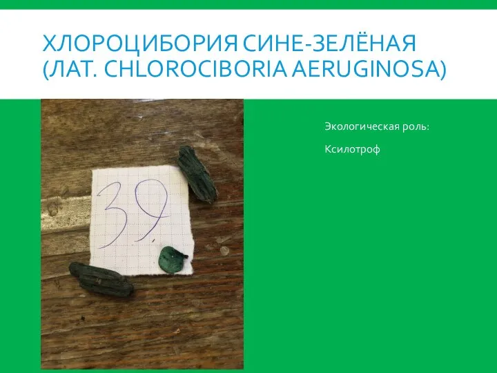 ХЛОРОЦИБОРИЯ СИНЕ-ЗЕЛЁНАЯ (ЛАТ. CHLOROCIBORIA AERUGINOSA) Экологическая роль: Ксилотроф