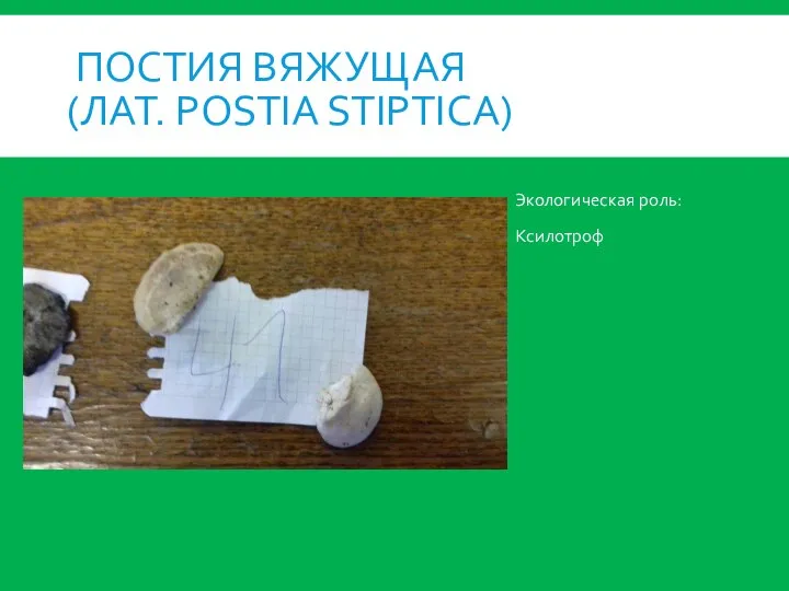 ПОСТИЯ ВЯЖУЩАЯ (ЛАТ. POSTIA STIPTICA) Экологическая роль: Ксилотроф