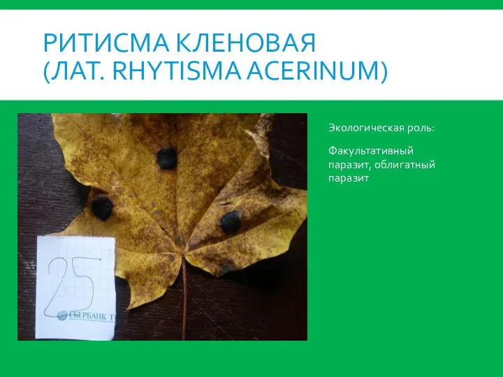 РИТИСМА КЛЕНОВАЯ (ЛАТ. RHYTISMA ACERINUM) Экологическая роль: Факультативный паразит, облигатный паразит