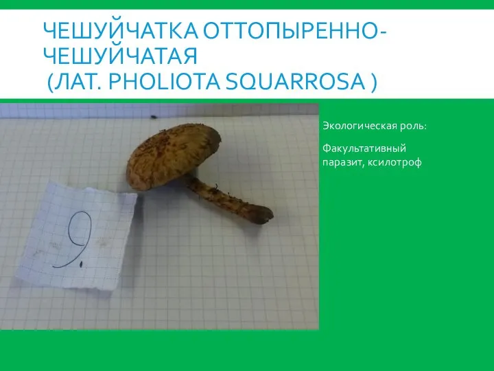 ЧЕШУЙЧАТКА ОТТОПЫРЕННО- ЧЕШУЙЧАТАЯ (ЛАТ. PHOLIOTA SQUARROSA ) Экологическая роль: Факультативный паразит, ксилотроф