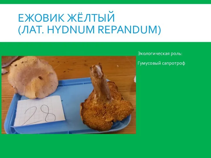 ЕЖОВИК ЖЁЛТЫЙ (ЛАТ. HYDNUM REPANDUM) Экологическая роль: Гумусовый сапротроф