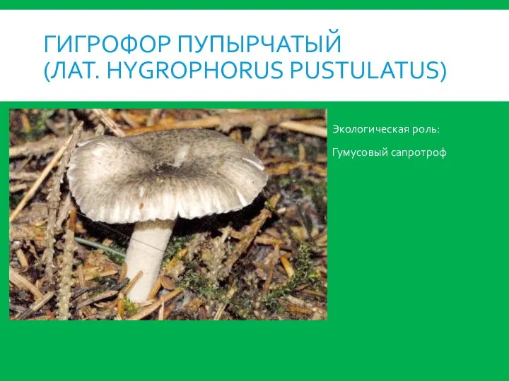 ГИГРОФОР ПУПЫРЧАТЫЙ (ЛАТ. HYGROPHORUS PUSTULATUS) Экологическая роль: Гумусовый сапротроф