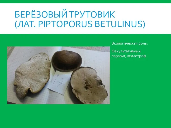 БЕРЁЗОВЫЙ ТРУТОВИК (ЛАТ. PIPTOPORUS BETULINUS) Экологическая роль: Факультативный паразит, ксилотроф