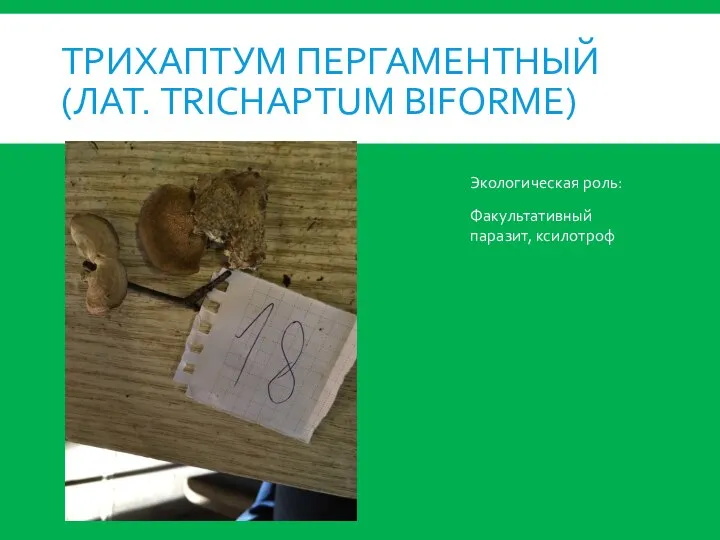 ТРИХАПТУМ ПЕРГАМЕНТНЫЙ (ЛАТ. TRICHAPTUM BIFORME) Экологическая роль: Факультативный паразит, ксилотроф