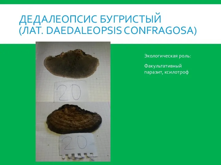 ДЕДАЛЕОПСИС БУГРИСТЫЙ (ЛАТ. DAEDALEOPSIS CONFRAGOSA) Экологическая роль: Факультативный паразит, ксилотроф