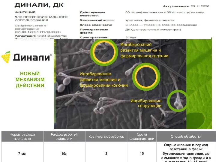 Ингибирование споруляции НОВЫЙ МЕХАНИЗМ ДЕЙСТВИЯ Ингибирование развития мицелия и формирования колонии Ингибирование