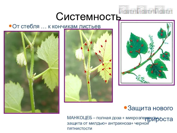 От стебля … к кончикам листьев Защита нового прироста Системность МАНКОЦЕБ –