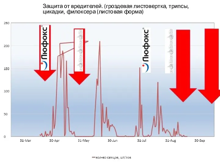 Защита от вредителей. (гроздевая листовертка, трипсы, цикадки, филоксера (листовая форма)