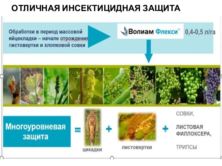 ОТЛИЧНАЯ ИНСЕКТИЦИДНАЯ ЗАЩИТА